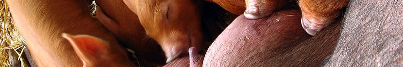 lente2012_04.jpg