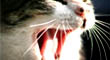 blogIcon
