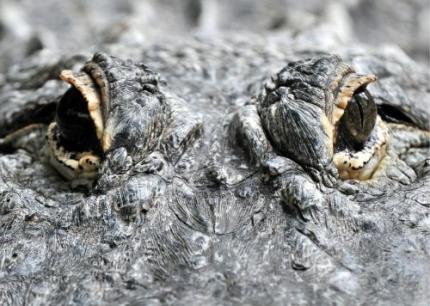 Honderden krokodillen ontsnapt na orkaan Karl