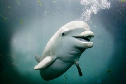 Japan opent jacht op dolfijnen