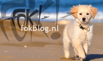 FOK!Weblog2