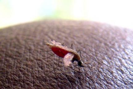 Suriname bijna malariavrij
