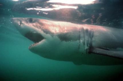 Jaarlijks miljoen Atlantische haaien gevangen