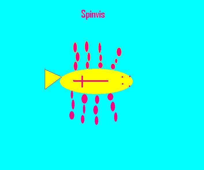 101209_249756_spinvis.JPG