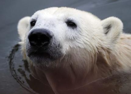 Populariteit Knut kost dierentuin geld