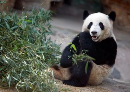 China ontneemt zeven dierentuinen licentie