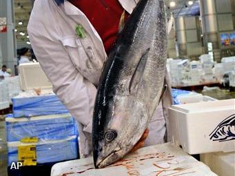 EU wil wereldwijd visverbod blauwvintonijn