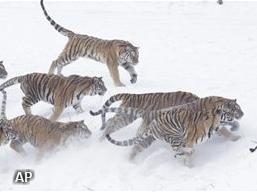 Elf Siberische tijgers dood in Chinese dierentuin
