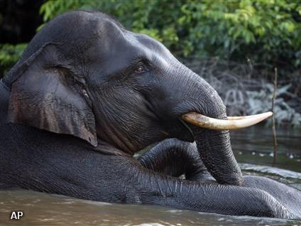 Olifanten Sumatra gedood met cyanide