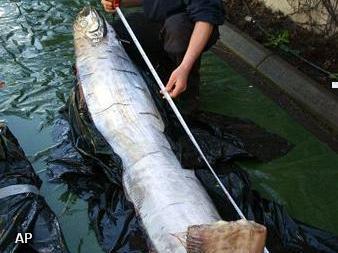 Haring van 3,65 meter gevonden in Zweden