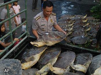 Politie Indonesië neemt soepschildpadden in beslag