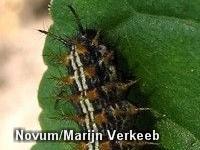 Rups van zeldzame vlindersoort gevonden in Zwolle