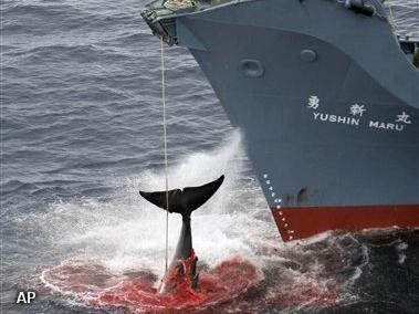 Japan dreigt met terugtrekking uit Walvisvaartcommissie