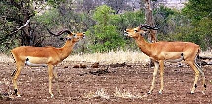 Foto's: Zuid-Afrika