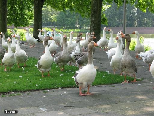 Rechter stelt paal en perk aan doden ganzen (Foto: Novum)