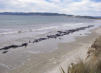 Ruim 100 grienden gestrand in Nieuw-Zeeland