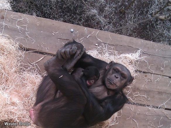 Chimpansee (Foto: Novum)