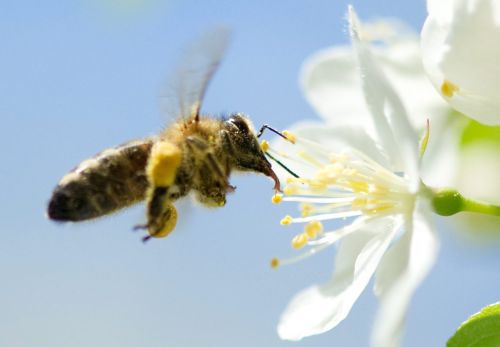 Uitbraak bijenziekte vuilbroed in Limburg