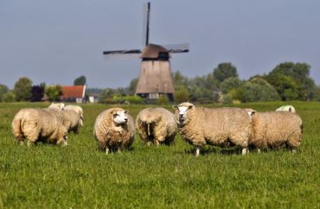Boer treft geslachte schapen aan in weiland