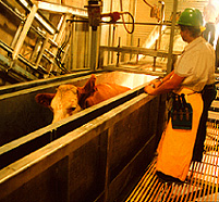 Koe in abattoir (bron: Wikimedia, foto: dr. Temple Grandin)