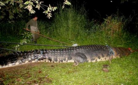 Filipijnen vangen zeer lange krokodil