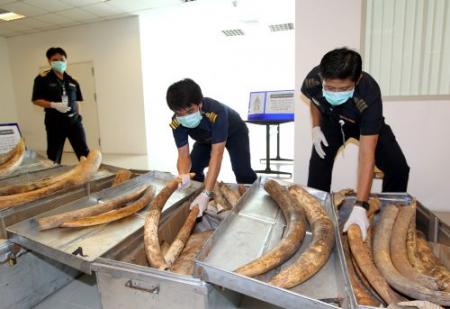Douane Vietnam onderschept ton ivoor