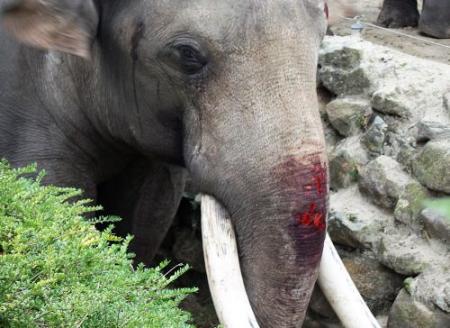 Aangifte tegen Dierenpark na val olifant