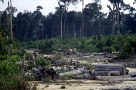 Minder regenwoud gekapt in Brazilië