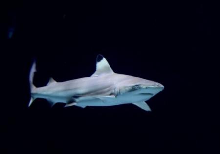 DWDD-bioloog gebeten door een haai