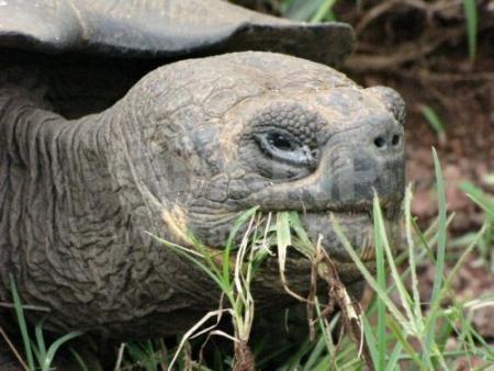 Galapagos-symbool'Lonesome George' gestorven