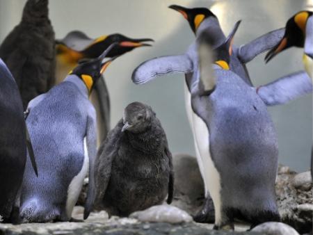 Ruim 500 dode pinguïns gestrand in Brazilië