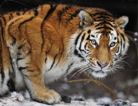 Tijger doodt verzorgster in Keulse dierentuin