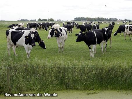 Koeien in de stal: hogere ammoniakuitstoot (Foto: Novum)