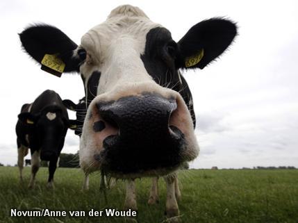 Boeren mogen weer melken wat ze willen (Foto: Novum)