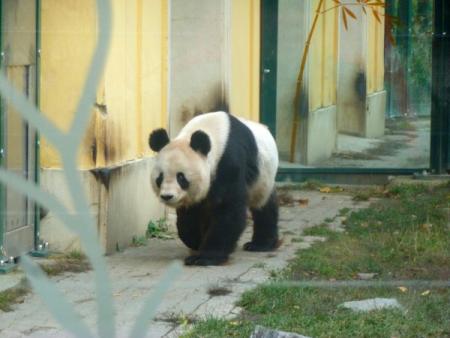 Pandabeer in de Zoo van Schloss Sch?nbrunn