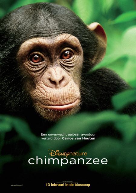 Chimpanzee (13-02-2013)