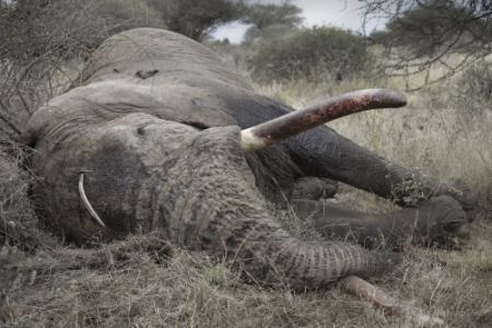 Stropers doden inéén week 86 olifanten
