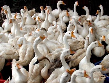 Doden in China door vogelgriep