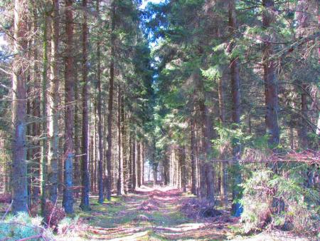 Zon in het bos