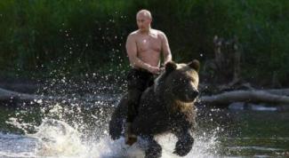 Poetin rijdt beer.