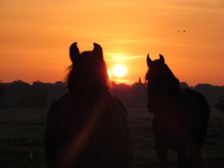 Zonsopkomst met paarden.