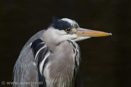 Reiger