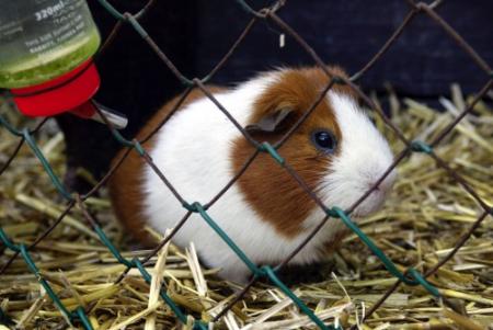 Politie verbiedt cavia-wedloop