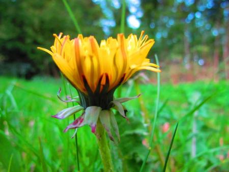 Bloemetjes