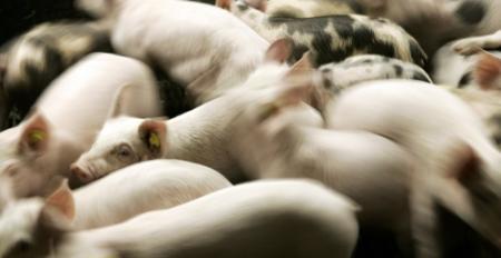 1100 varkens omgekomen in Milheeze