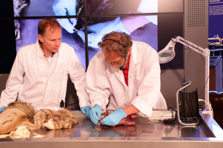 Naturalis onderzoekt wolf