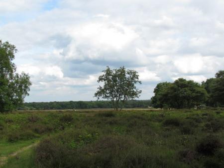 Landschap