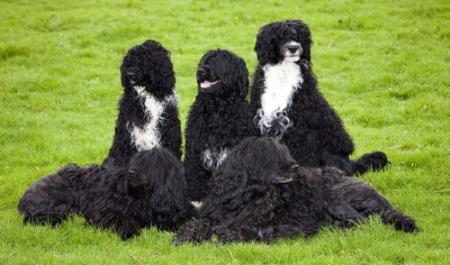 Honden in beslag genomen na aanval op varkens