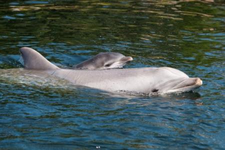 Dolfijn herkent geluid van bekende na 20 jaar