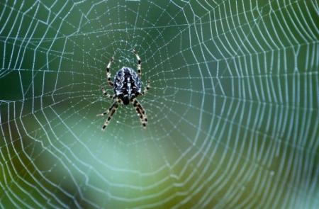 Britse school dicht door invasie van spinnen